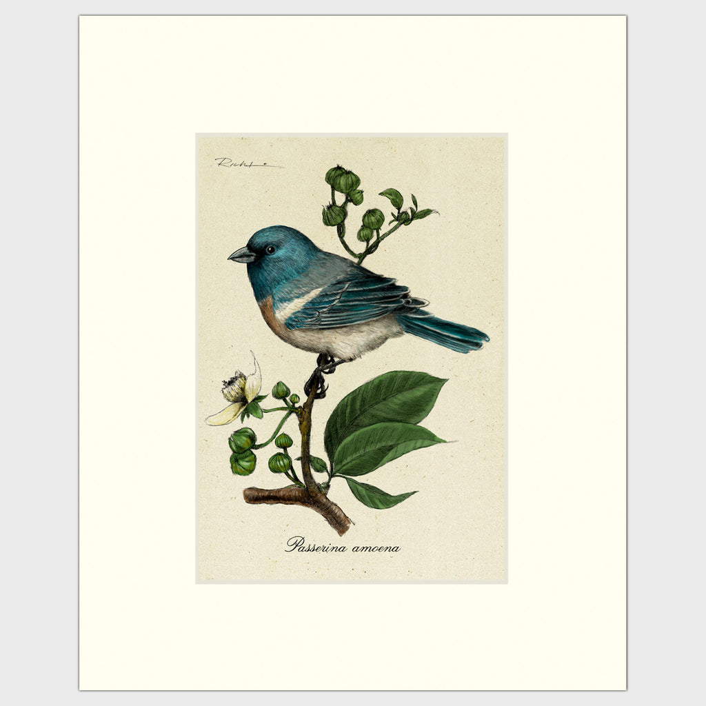 Art prints for sale-Traditional rendering of a lazuli bunting perched on a branch