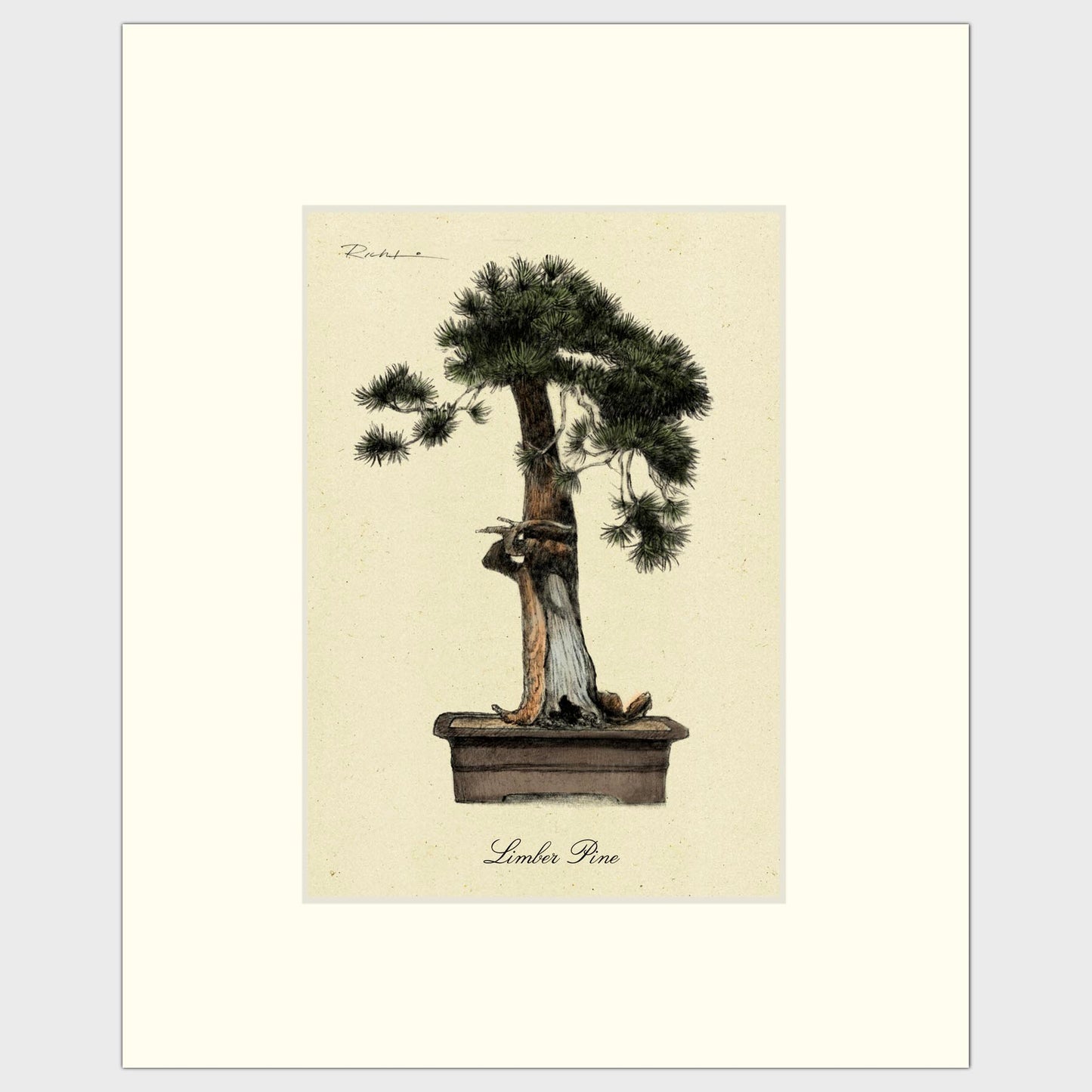 Limber Pine
