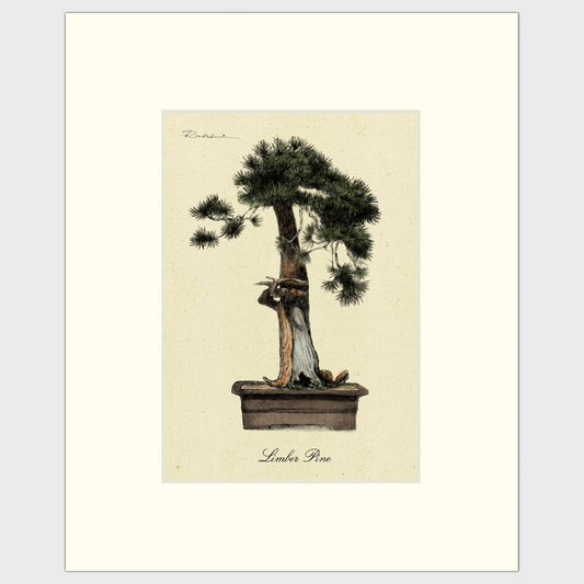 Limber Pine