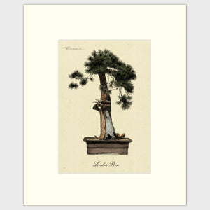 Open image in slideshow, Limber Pine
