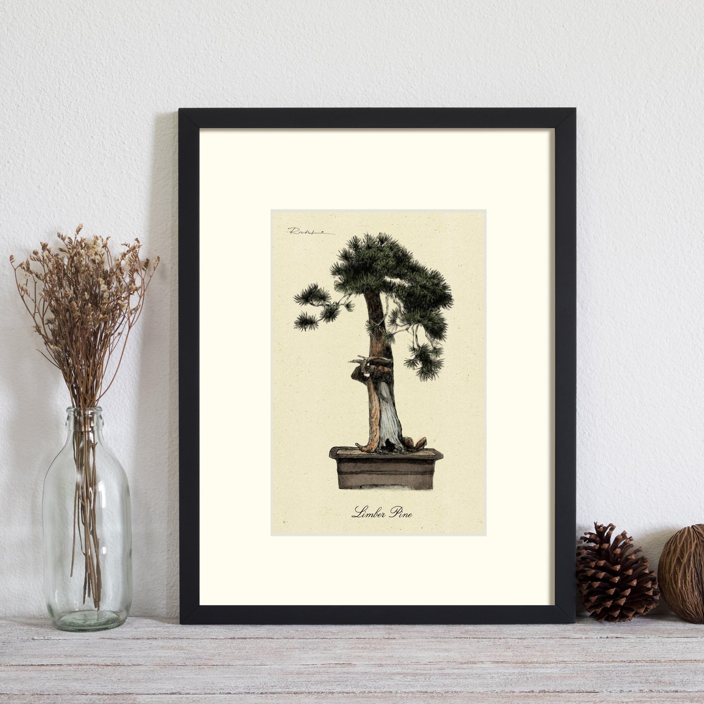 Limber Pine