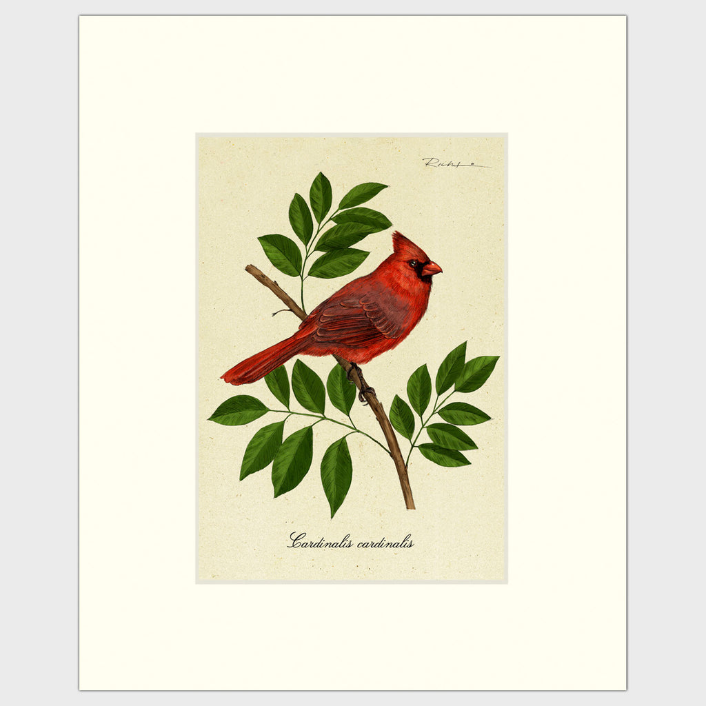 Art prints for sales-Traditional rendering of a male cardinal perched on a branch of an ash tree