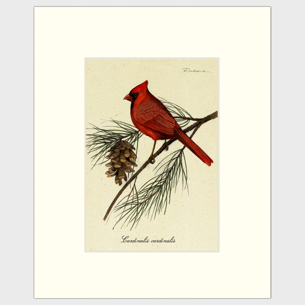 Art prints for sale-Traditional rendering of a male cardinal resting on a branch of a pine tree