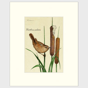 Art prints for sale-Traditional rendering of a marsh wren landing on a cattail