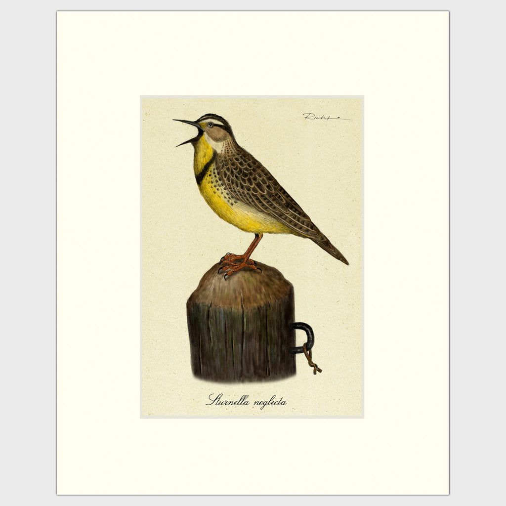 Art prints for sale-Traditional rendering of a calling meadow lark standing on a small post