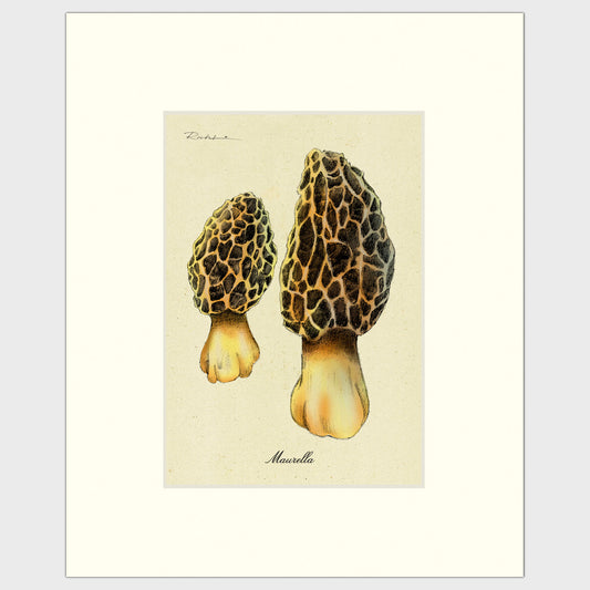 Morel Mushrooms