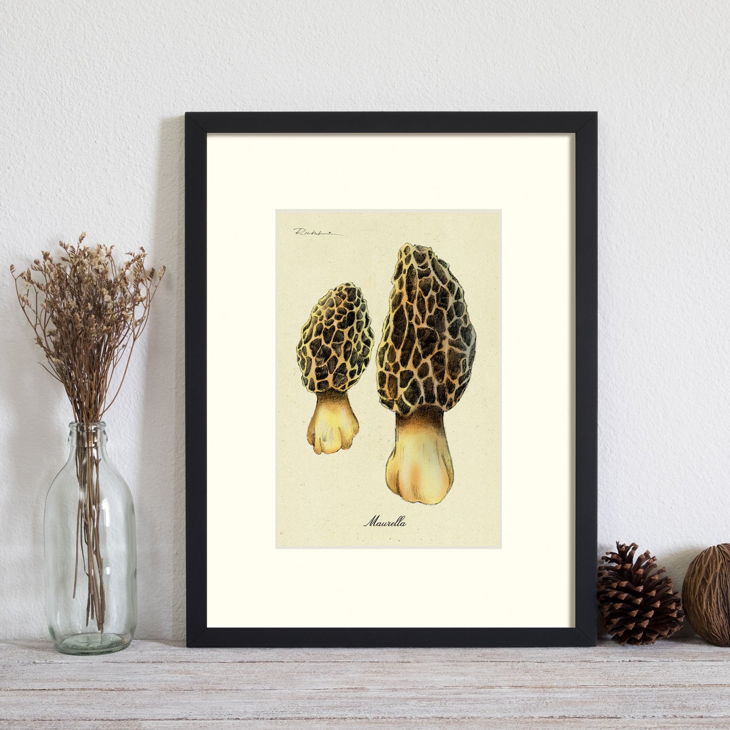 Morel Mushrooms