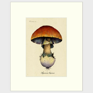 Open image in slideshow, Mushroom

