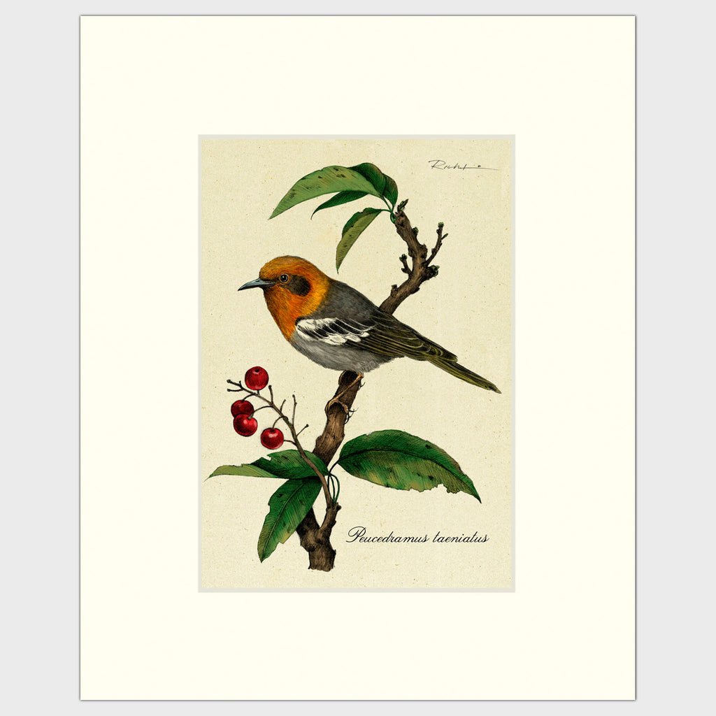 Art prints for sale-Traditional rendering of an olive warbler sitting calmly on a branch of a berry tree