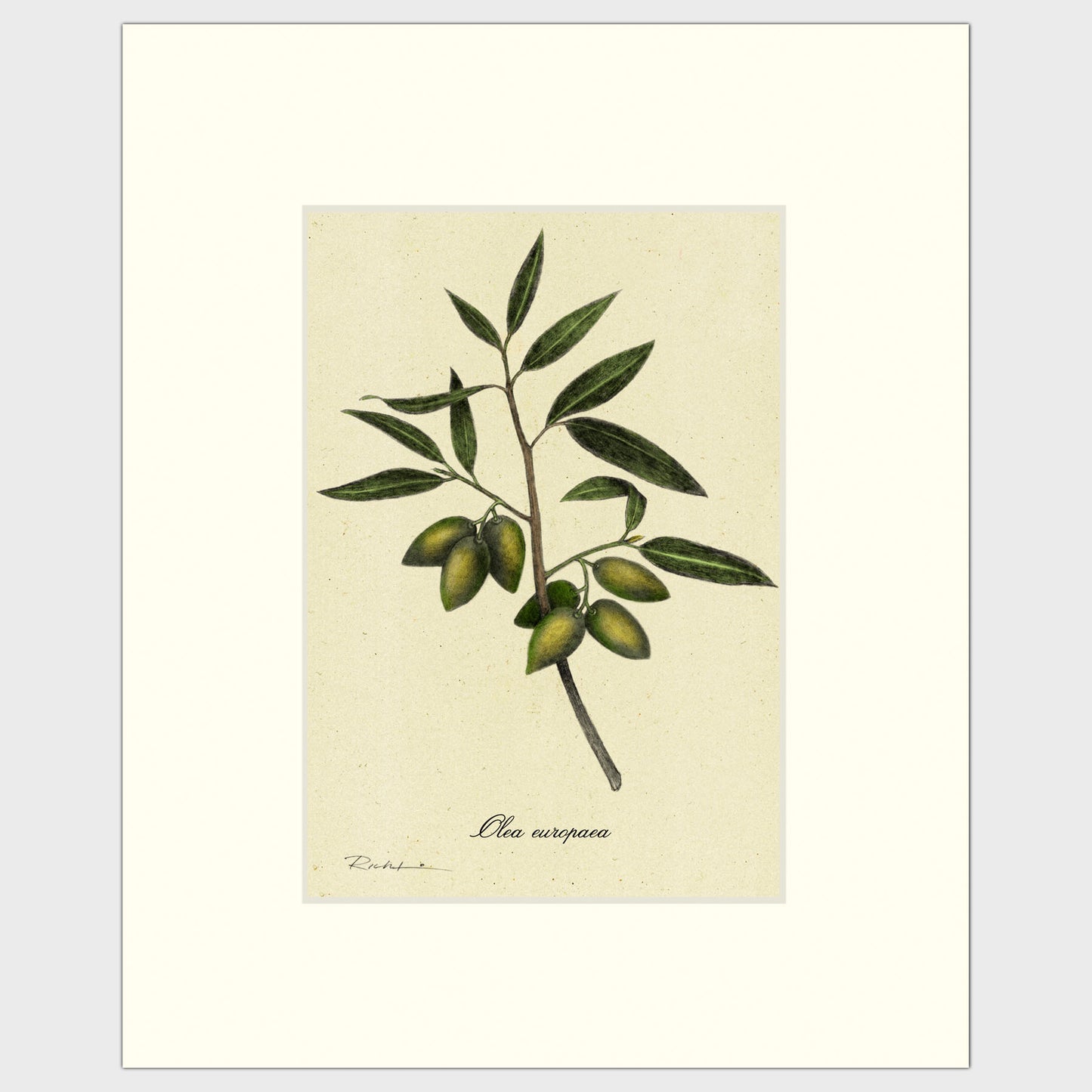 Olives
