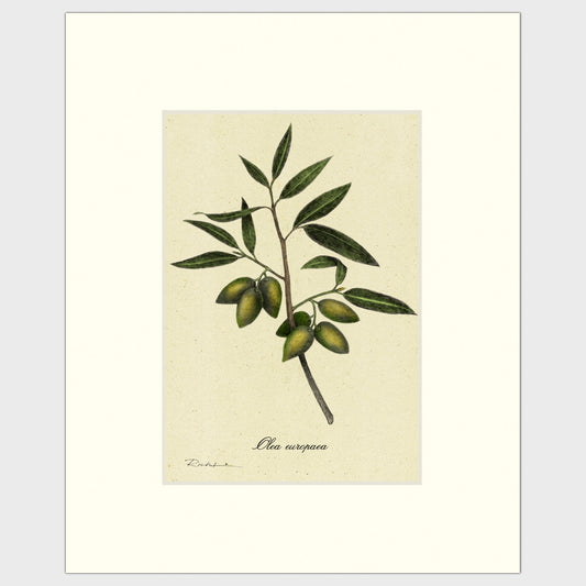 Olives