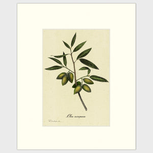 Open image in slideshow, Olives
