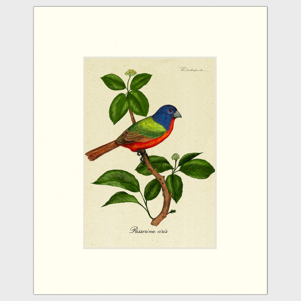 Art prints for sale-Traditional rendering of a painted bunting perched on small bush