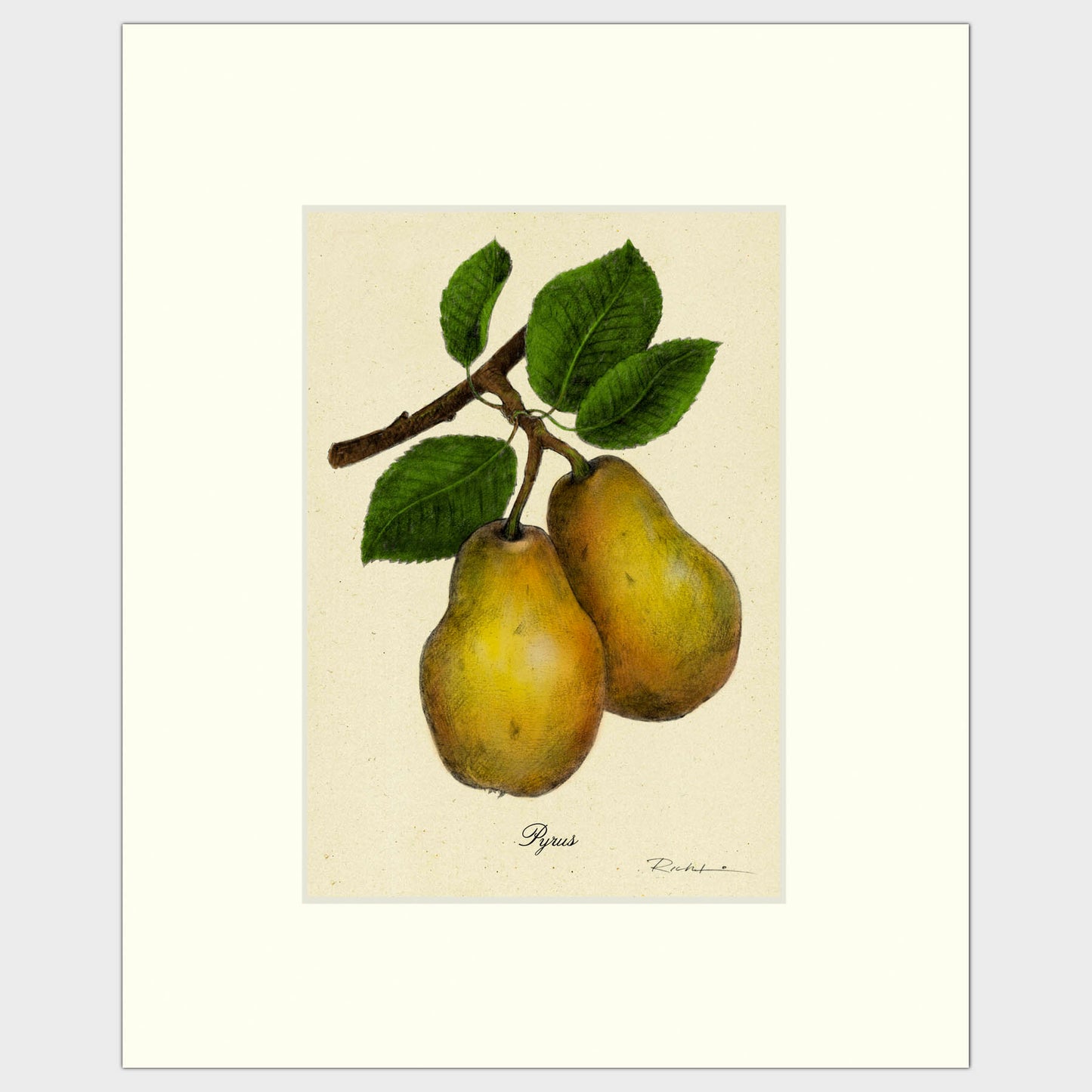 Pears
