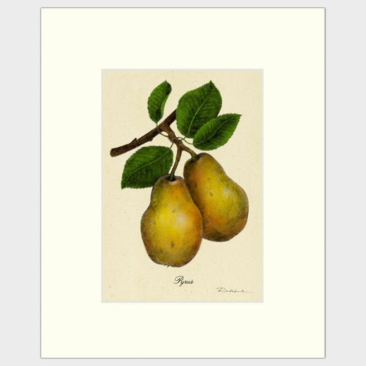 Pears