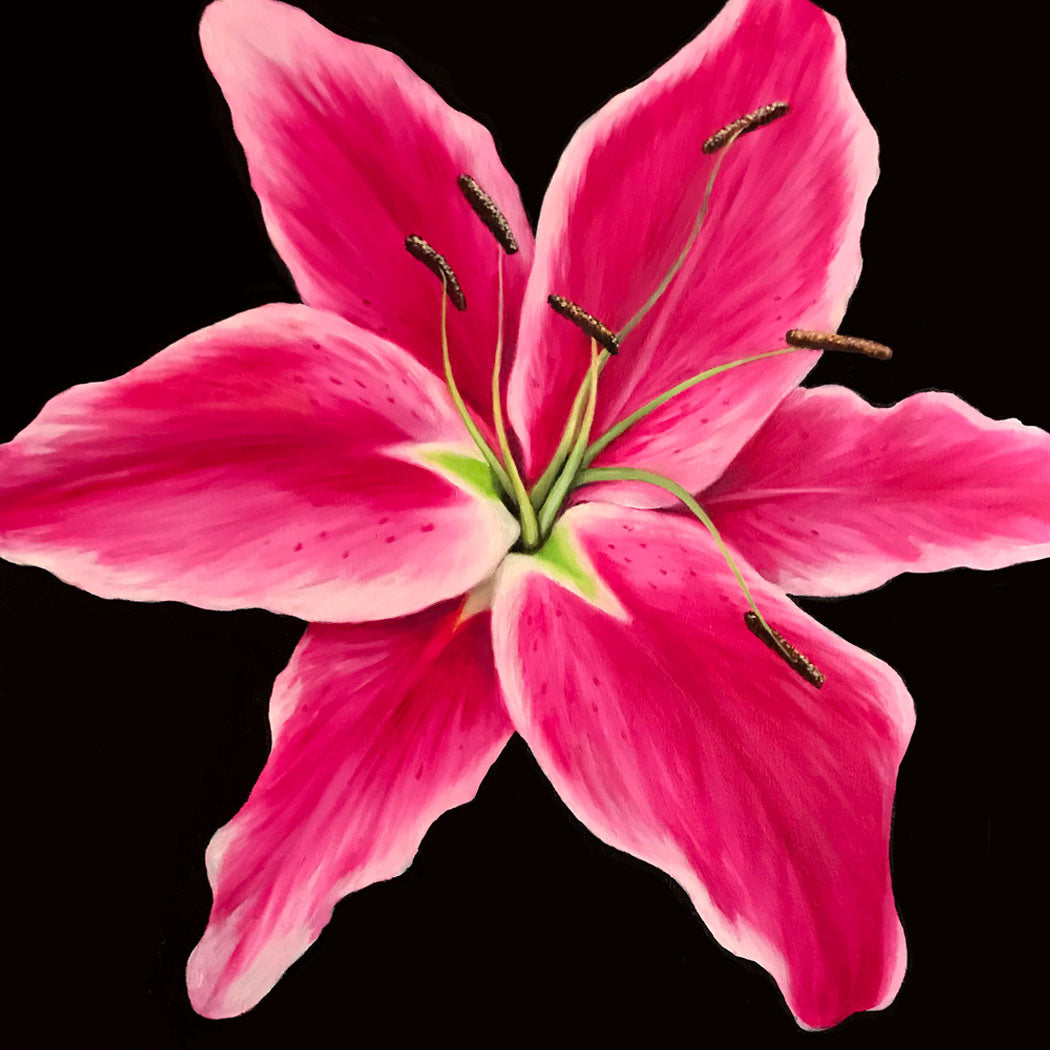 Pink Lily