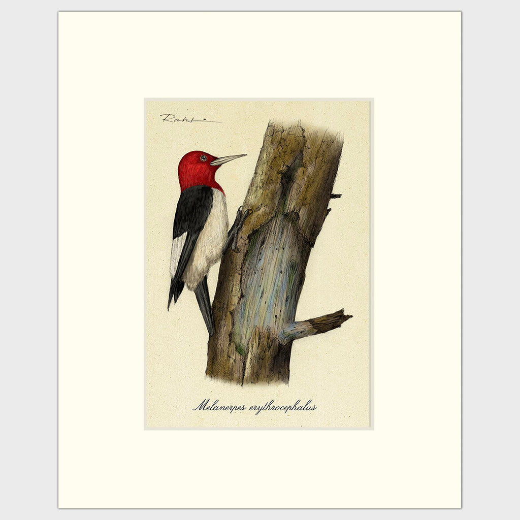 Art prints for sale-Traditional rendering of a red-headed woodpecker on a dead tree looking for food