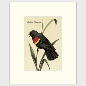 Open image in slideshow, Art prints for sale-Traditional rendering of a red-winged blackbird calling
