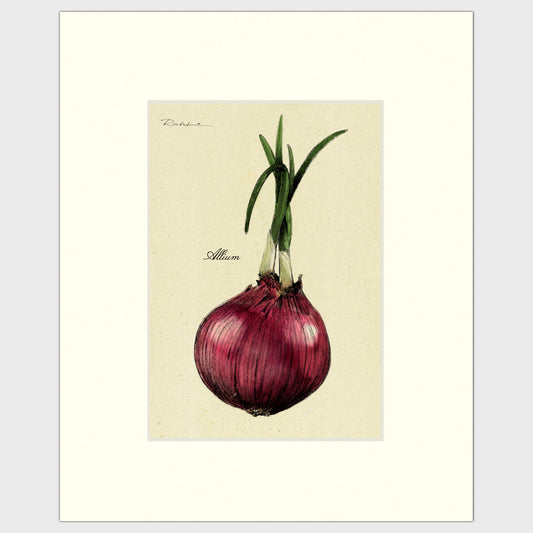 Red Onion