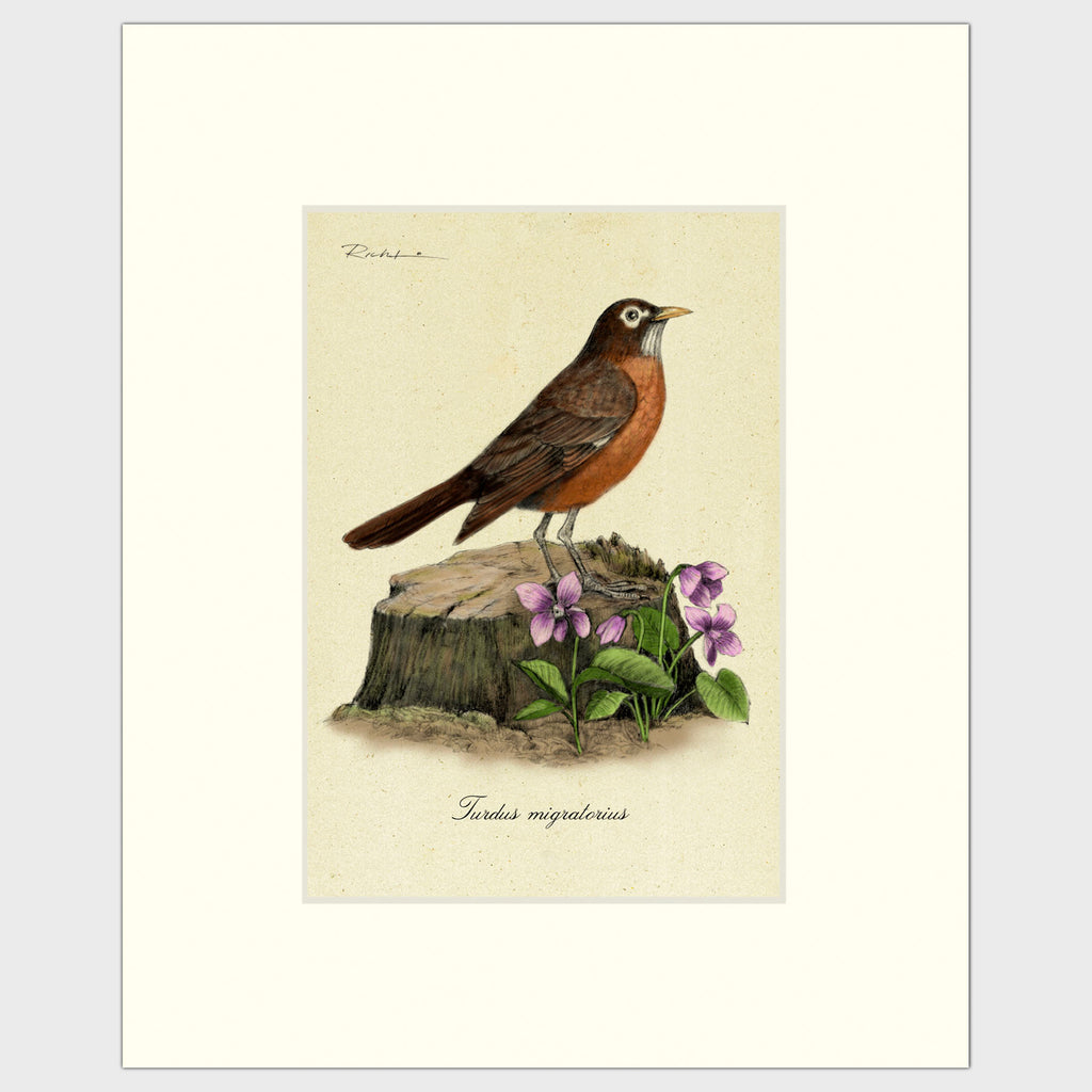 Art prints for sale-Traditional rendering of an American Robin standing alert on a small tree stump