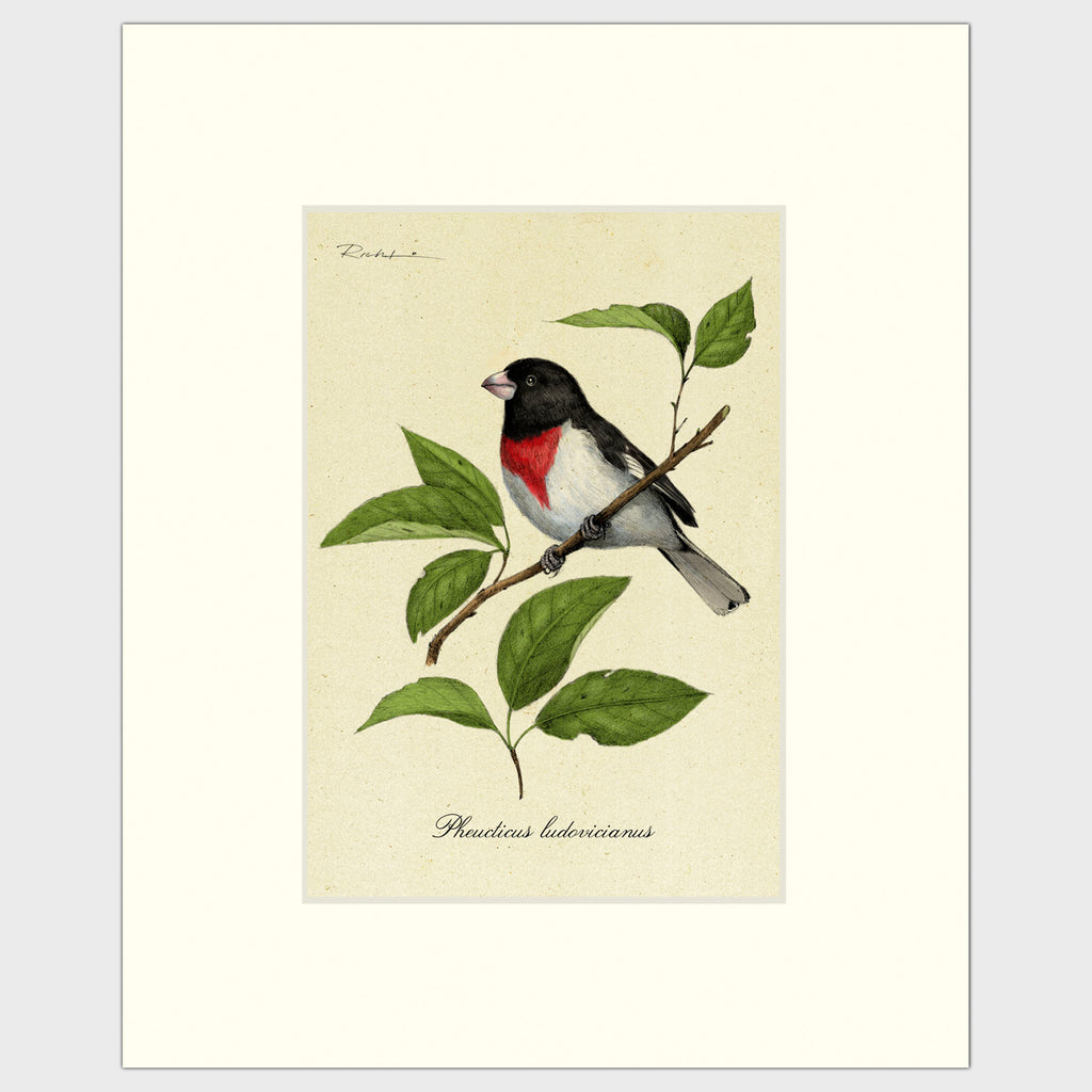 Art prints for sale-Traditional rendering of a rose-breasted grosbeak sitting on a branch