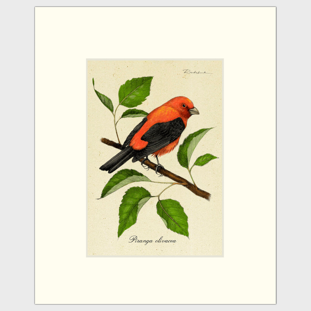 Art prints for sale-Traditional rendering of a scarlet tanager resting on a branch of a mulberry bush