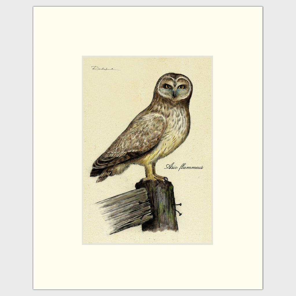 Art prints for sale-Traditional rendering of a short-eared owl standing on an old fence post