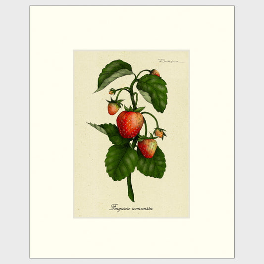 Strawberry Plant