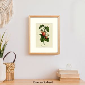 Strawberry Plant
