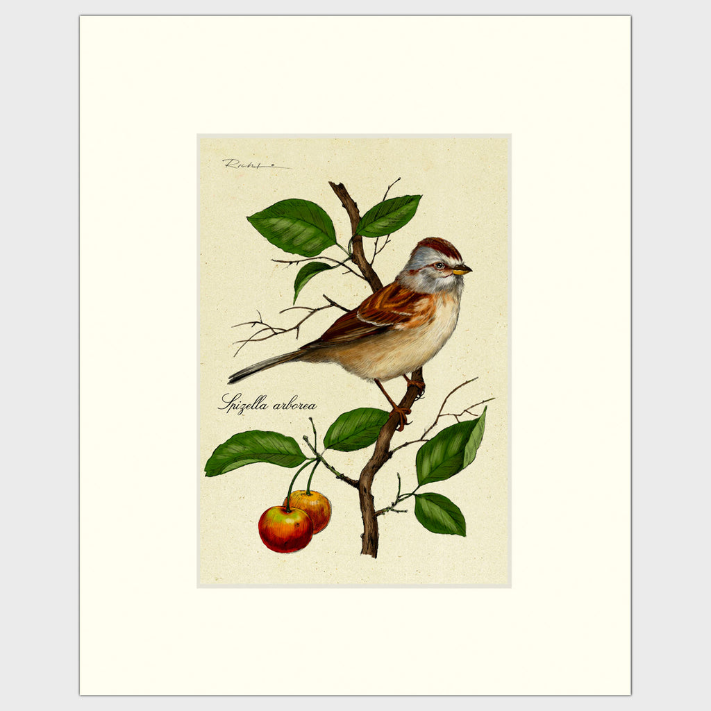Art prints for sale-Traditional rendering of a tree sparrow resting on a branch of a crabapple tree