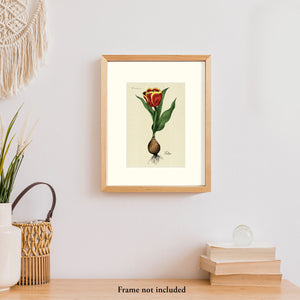 Tulip Bulb