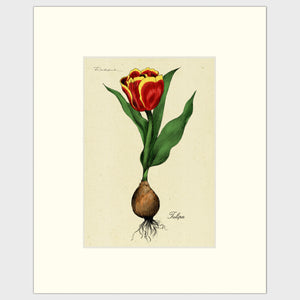 Open image in slideshow, Tulip Bulb

