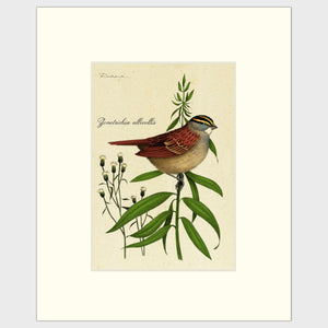 Open image in slideshow, White-Throated Sparrow
