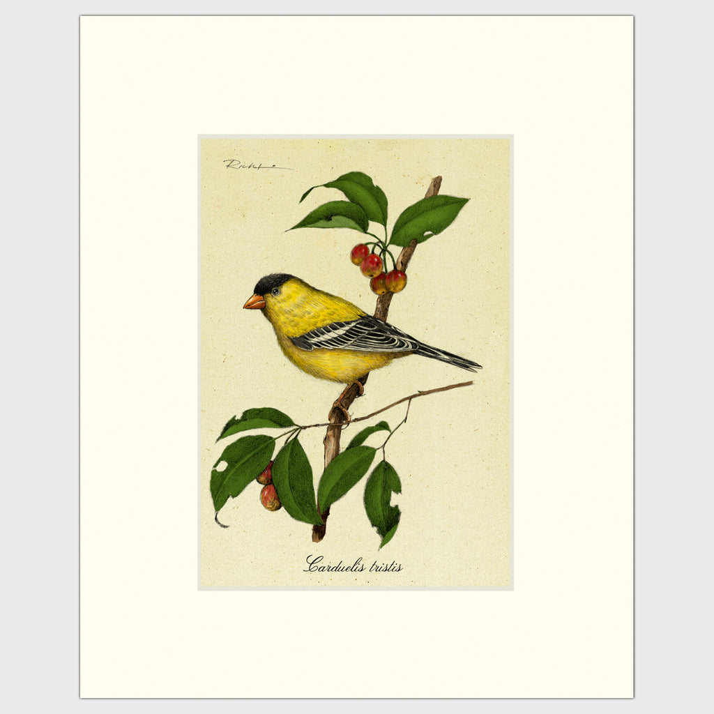 Art prints for sale-Traditional rendering of a yellow finch perched on a branch of a crabapple tree