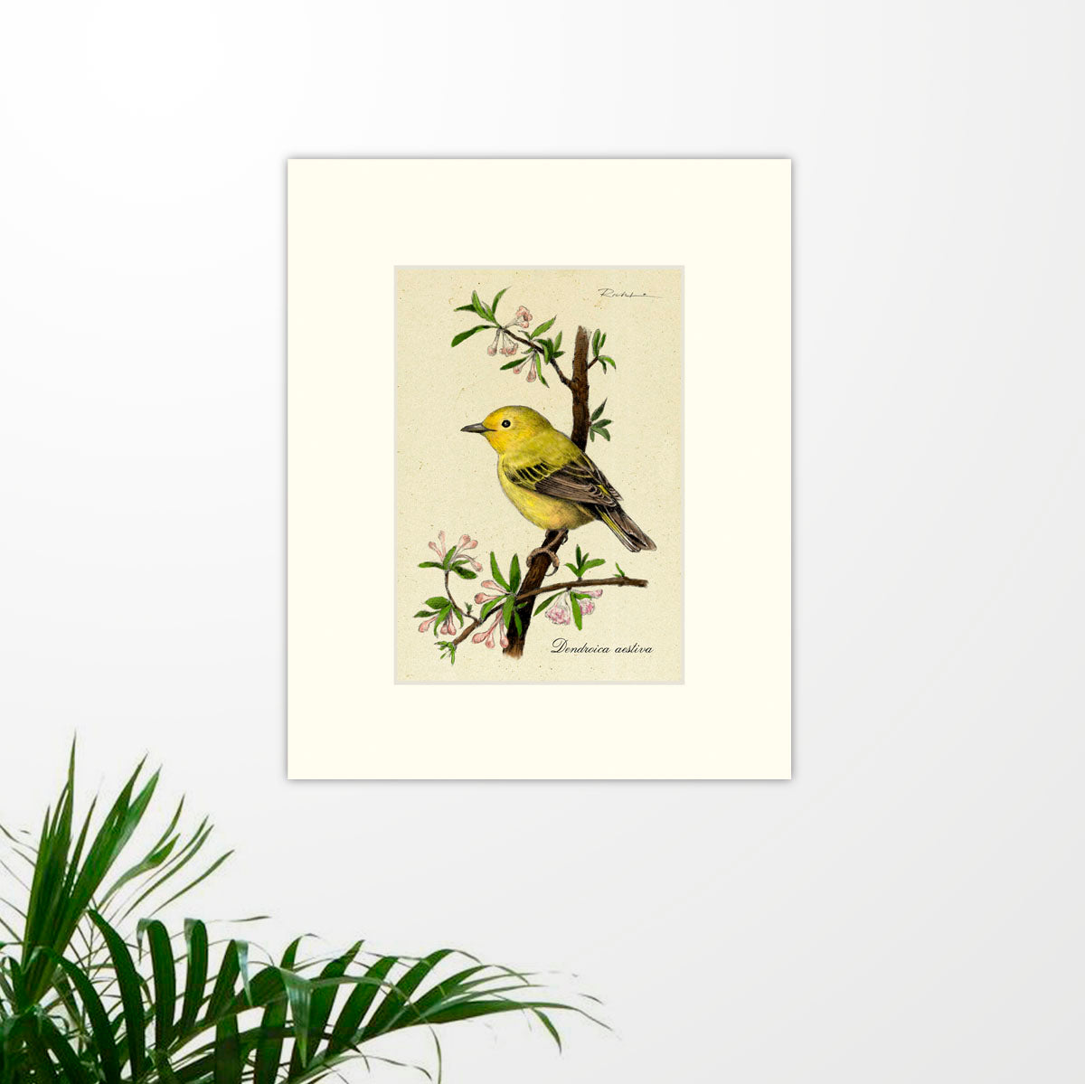 Art prints for sale-Traditional rendering of a yellow warbler perched on a branch with spring blossoms