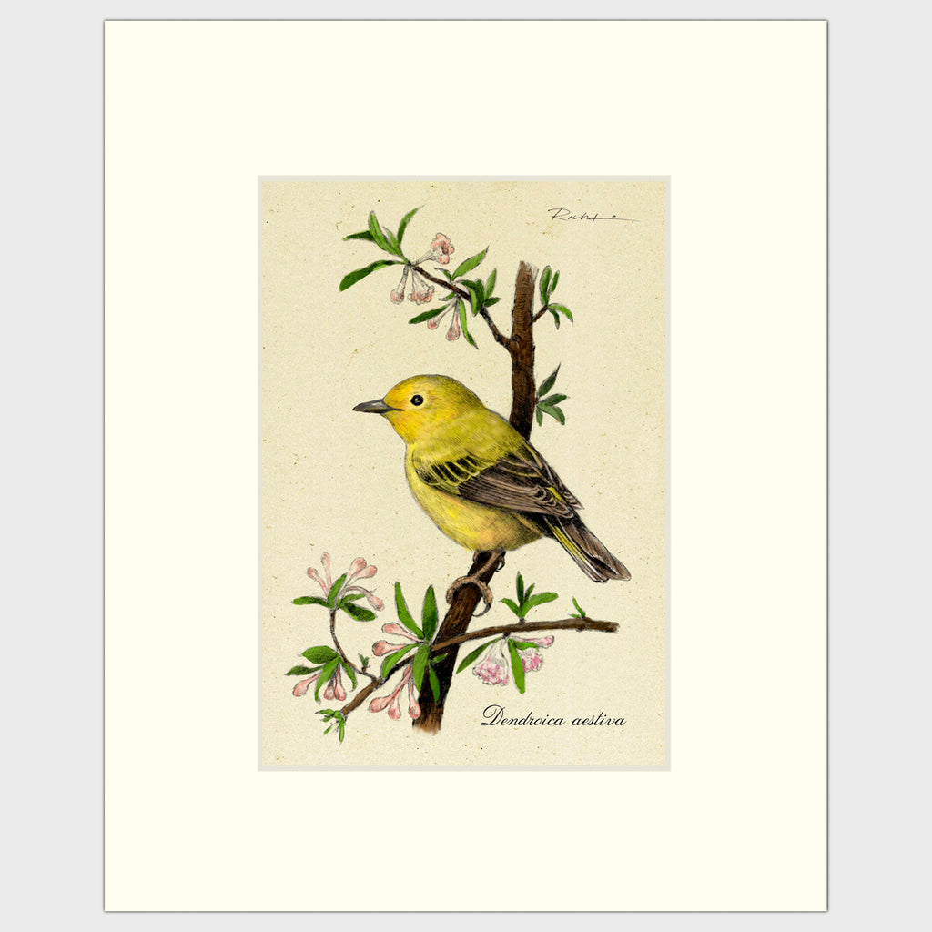 Art prints for sale-Traditional rendering of a yellow warbler perched on a branch with spring blossoms