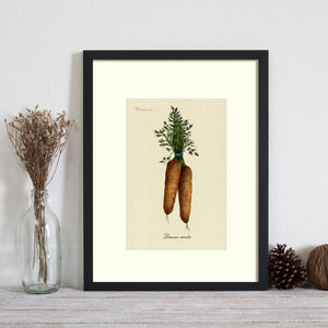 Carrots